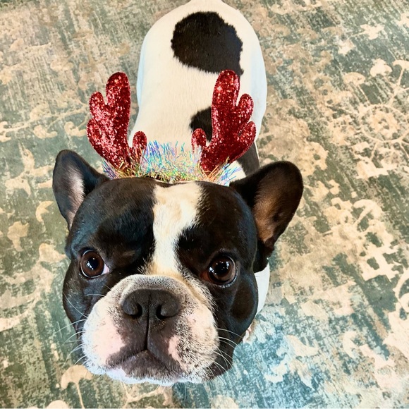 Meet your Posher, Dani ๐พ - Picture 8 of 16